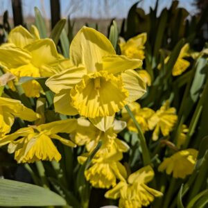 Påskeliljer (Narcissus)