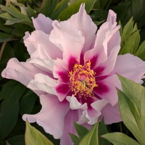 Paeonia Itoh 'Cora Louise' (Itoh Pæon)
