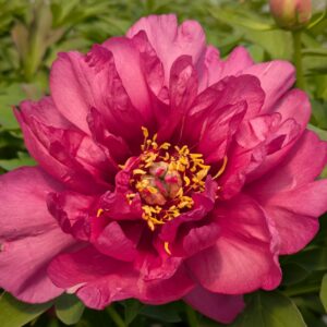 Paeonia Itoh ‘Pink Ardour’ (Itoh pæon)