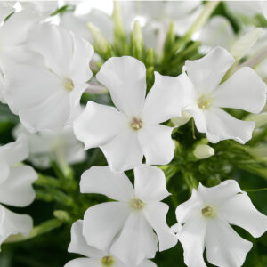 Phlox x paniculata 'Early White' (Høstfloks)