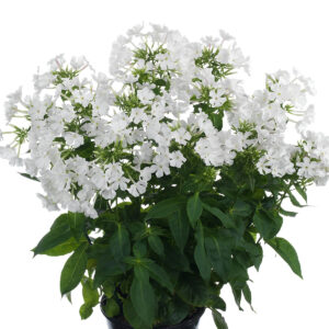 Phlox x paniculata 'Early White' (Høstfloks)