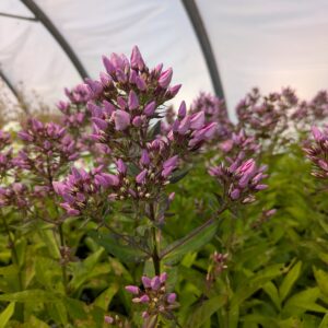 Phlox x paniculata ‘Butonik’ (Høstfloks)