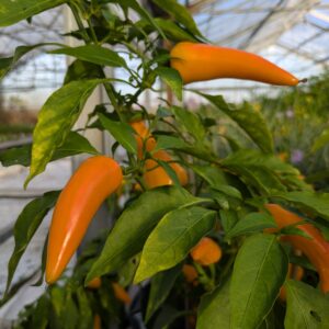 Pottepeber 'Terazzi'