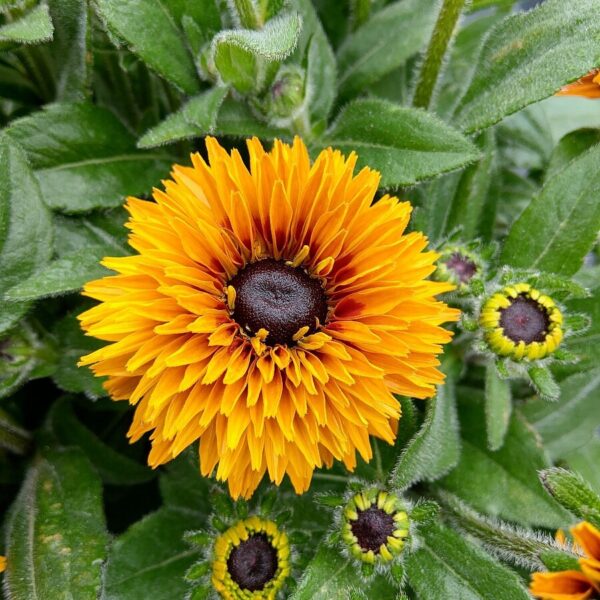 Rudbeckia hirta 'Flamenco Bright Orange' (Solhat)