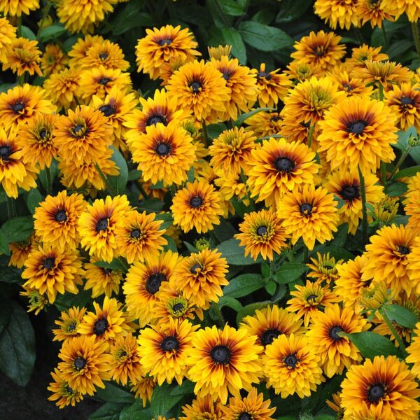 Rudbeckia hirta 'Flamenco Bright Orange' (Solhat)