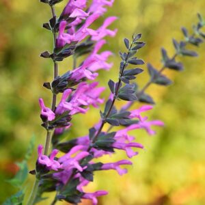 Salvia hybrida 'Pink Amistad' (Salvie 'Pink Amistad)