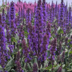 Salvia nemorosa 'Midnight Purple' (Staudesalvie)