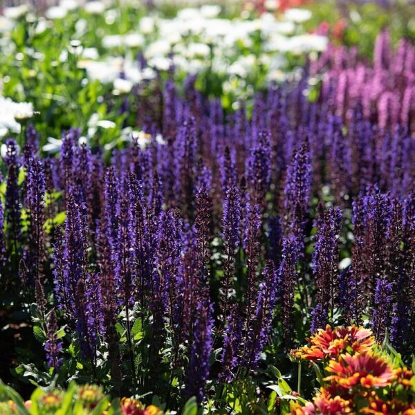 Salvia nemorosa 'Midnight Purple' (Staudesalvie)