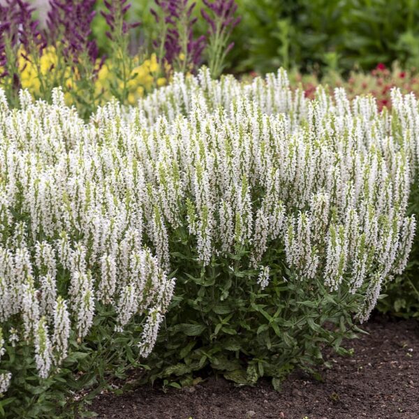 Salvia nemorosa 'Sensation White' (Staudesalvie)