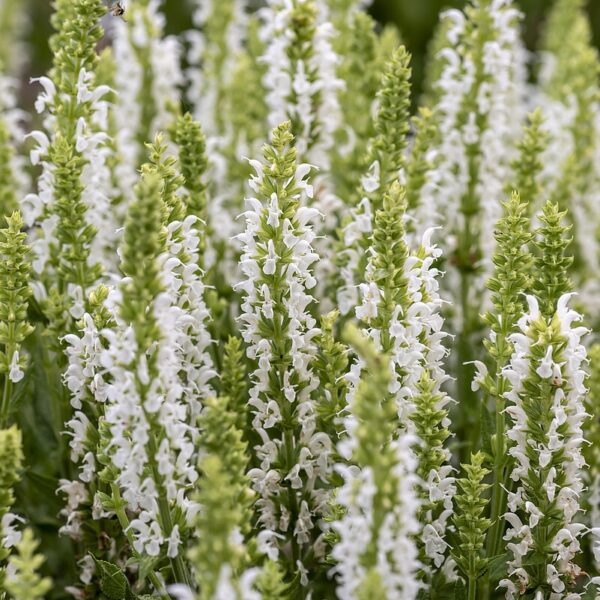 Salvia nemorosa 'Sensation White' (Staudesalvie)