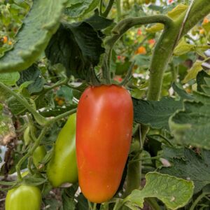 San marzano-tomat 'Eduardo'