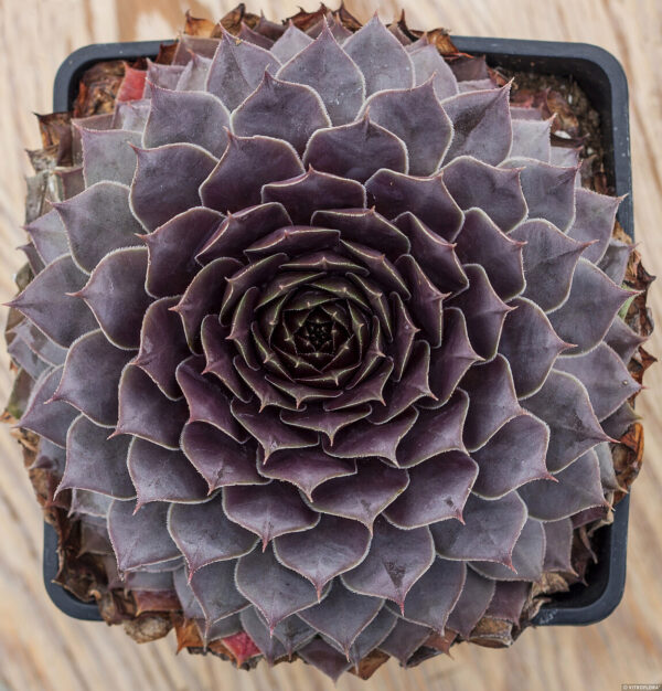 Sempervivum 'BigSam Purple Quartz' (Husløg)