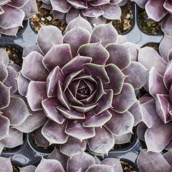 Sempervivum 'BigSam Purple Quartz' (Husløg)
