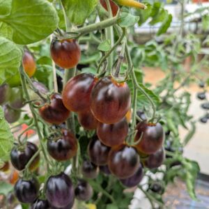 Specialtomat 'Indigo Kumquat'