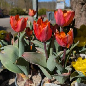 Tulipaner (Tulipa)