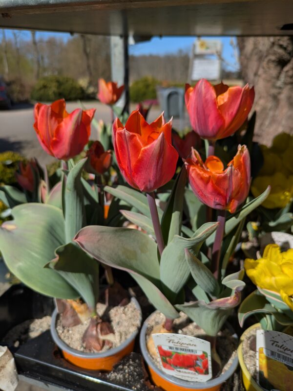 Tulipaner (Tulipa)