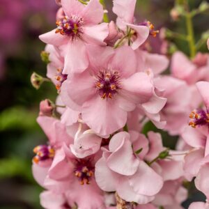 Verbascum ‘Rosie’ (Kongelys)