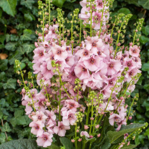Verbascum ‘Rosie’ (Kongelys)