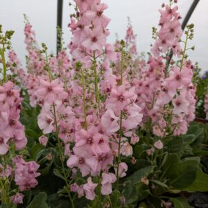 Verbascum ‘Rosie’ (Kongelys)