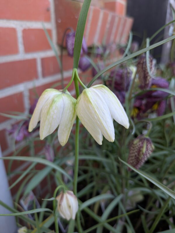 Vibeæg (Fritillaria meleagris)