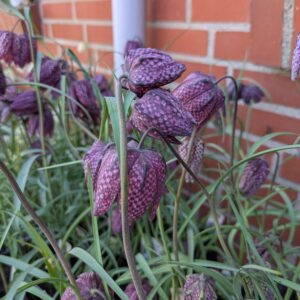 Vibeæg (Fritillaria meleagris)