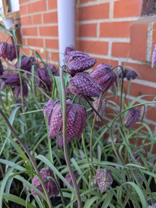 Vibeæg (Fritillaria meleagris)
