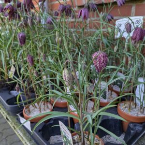 Vibeæg (Fritillaria meleagris)