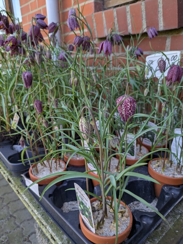 Vibeæg (Fritillaria meleagris)