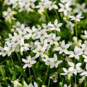Isotoma fluviatilis 'Alba' (Isotoma)