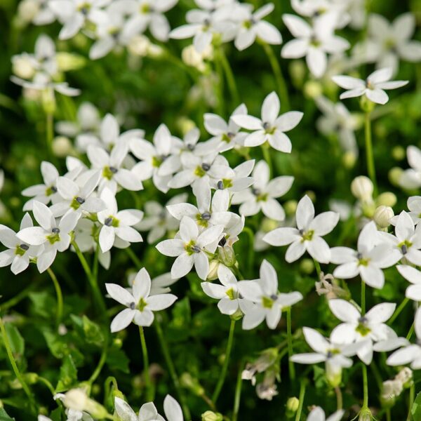 Isotoma fluviatilis 'Alba' (Isotoma)