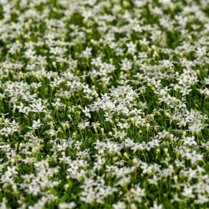 Isotoma fluviatilis 'Alba' (Isotoma)