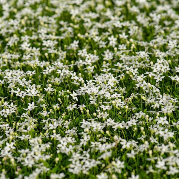 Isotoma fluviatilis 'Alba' (Isotoma)