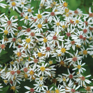 Aster divaricatus (Skovasters)