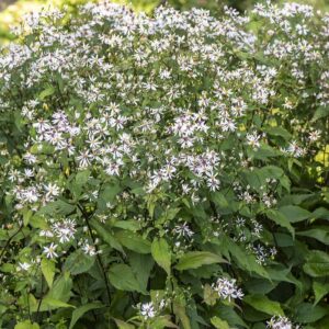 Aster divaricatus (Skovasters)