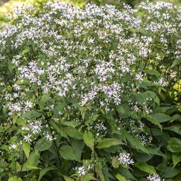 Aster divaricatus (Skovasters)