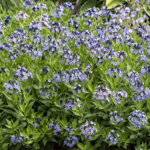 Amsonia hybrida 'Blue Ice' (Blåstjerne)