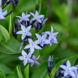 Amsonia hybrida 'Blue Ice' (Blåstjerne)