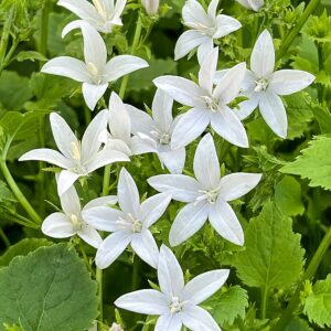 Campanula porscharskyana 'E.H. Frost' (Stjerneklokke)
