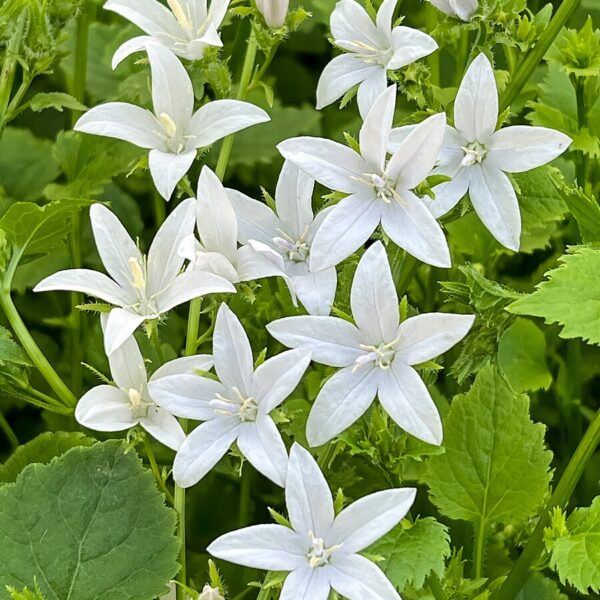 Campanula porscharskyana 'E.H. Frost' (Stjerneklokke)