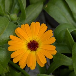 Calendula 'Powerdaisy Mango' (Morgenfrue)