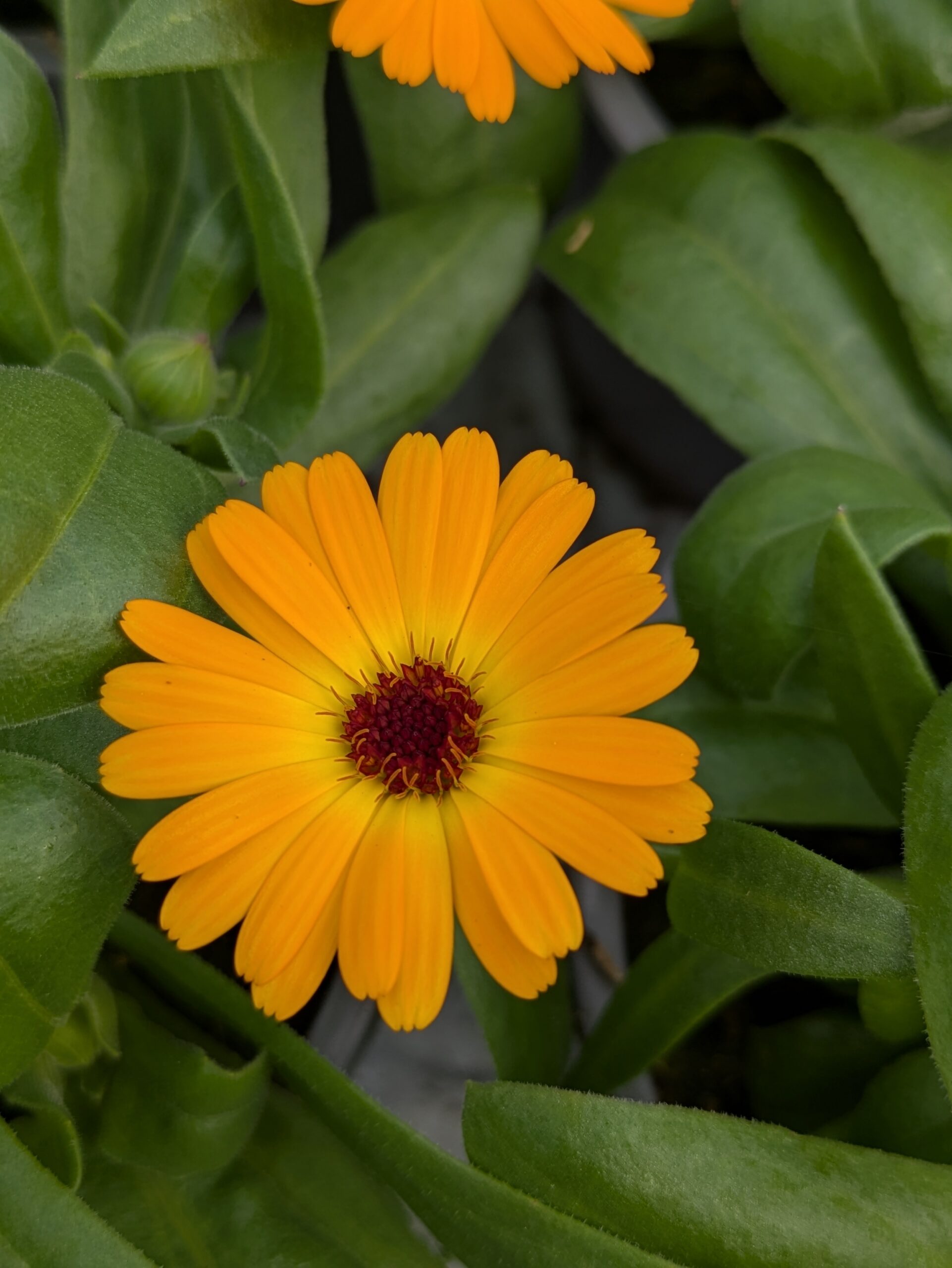 Calendula 'Powerdaisy Mango' (Morgenfrue)