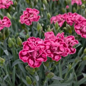 Dianthus ‘Diantica Strawberry Cream’ (Havenellike)