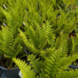 Dryopteris affinis 'Crispa' (Guldskælbregne)
