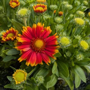 Gaillarda aristata 'Guapa Tango Bicolor' (Kokardeblomst)