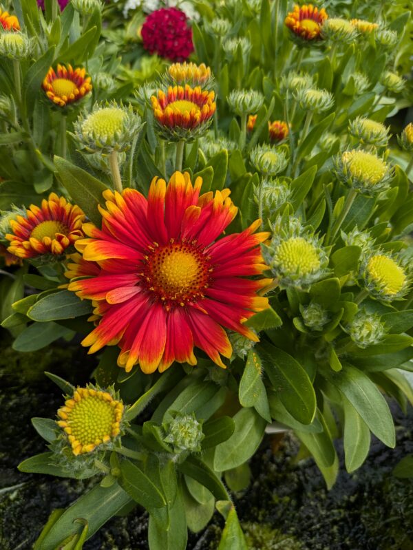 Gaillarda aristata 'Guapa Tango Bicolor' (Kokardeblomst)