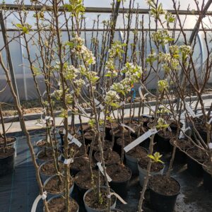 Pyrus communis (Pæretræer)