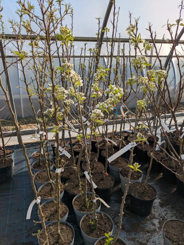 Pyrus communis (Pæretræer)