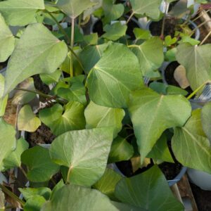 Ipomoea batatas ‘Orleans’ (Sødkartoffel)