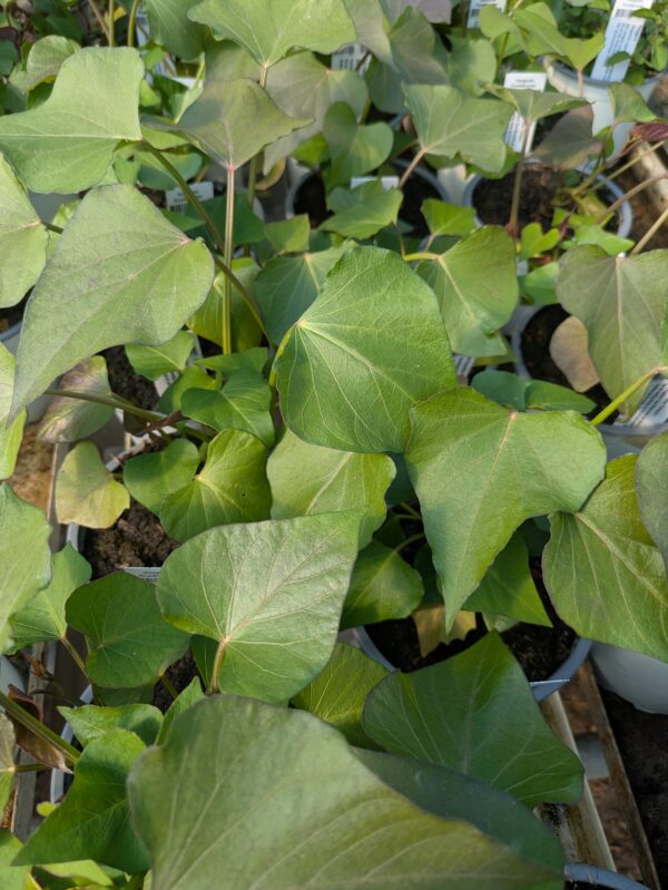 Ipomoea batatas ‘Orleans’ (Sødkartoffel)