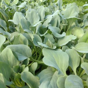 Mertensia maritima 'Silver Ocean' (Hestetunge Østersurt)